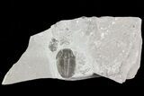 Elrathia Trilobite In Shale - Utah #71041-1